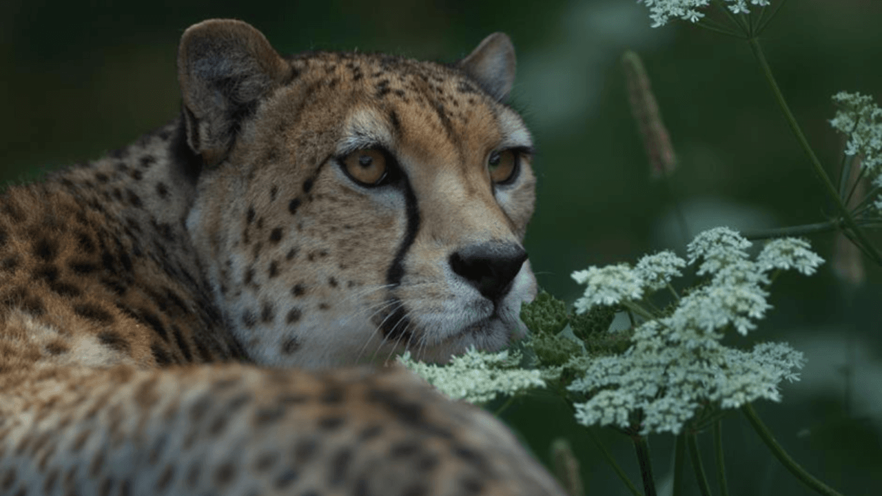 Picture of a cheetah at Dartmoor Zoo.