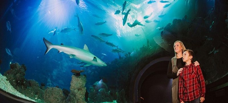 Photo of sharks in a large aquarium.